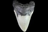 Bargain, Megalodon Tooth - North Carolina #83922-1